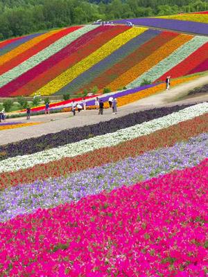 Shikisai-no-Oka — Hokkaido's Rainbow Flower Fields